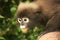 Portrait of Spectacled langur, Ang Thong National Marine Park, T