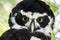 Portrait of Spectacled Owl