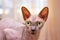Portrait of sphynx cat. Hairless naked breed cat.. Blurred background