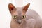 Portrait of sphynx cat. Hairless naked breed cat, lovely pet. Close up