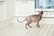 Portrait of Sphynx cat in kitchen