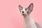 Portrait sphynx cat looking away. Isolated on pink pastel background