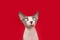 Portrait sphynx cat looking at camera. Isolated on red background