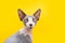 Portrait  sphynx cat looking at camera. Isolated on yellow background