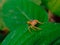 portrait of a spider insect that is small in size orange in color but a reliable jumper