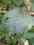 this is a portrait of a spinach leaf that has been eaten by a caterpillar photographed from above