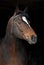 Portrait sport hannoverian horse on black