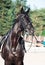 Portrait of sportive dressage black stallion