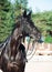 Portrait of sportive dressage black stallion