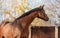 Portrait of sportive warmblood horse at fall background