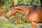 Portrait sportive warmblood horse posing against stable