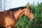 Portrait sportive warmblood horse posing against stable