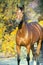 Portrait sportive warmblood horse posing against yellow leaves