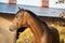 Portrait sportive warmblood horse posing near stable