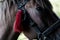 Portrait of a sports stallion. Riding on a horse. Thoroughbred horse. Beautiful horse. Sports horse in ammunition before