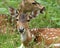 Portrait of Spotted Dears in the forests