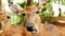 Portrait spotted deer chewing food and looking into camera in zoo close up