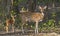 Portrait of spotted deer female with fawn in the forest