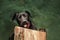 Portrait of a spotted dog with protruding tongue