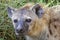 Portrait of a spotted hyena