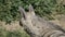 Portrait of a spotted hyena in the shade of trees