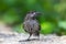 Portrait of spotted nutcracker bird nucifraga caryocatactes st