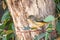 Portrait of a Spotted Pardalote Foraging, Werribee, Victoria, Australia, August 2019