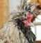 Portrait of a spotted rooster