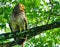 Portrait of a spotted wood owl on rainforest