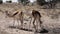 Portrait of springbok antelope grazing