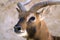 Portrait of a springbok gazelle