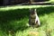 Portrait of squint tabby cat is sitting on a grass on sunny day at summer. Homeless cat on a street