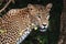 Portrait of an Sri Lankan Leopard