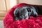 Portrait of a Staffordshire Bull Terrier dog resting in a fluffy dog bed