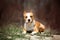 Portrait staffordshire terrier dog. green park on background