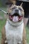 Portrait of a Staffordshire Terrier dog, white and red in a collar with an open mouth.