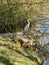 Portrait of the stalking Heron