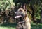 Portrait of a standard Belgian sheepdog