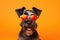 Portrait Standard Schnauzer Dog With Sunglasses Orange Background