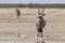 Portrait of standing antelope in the etosha national park