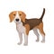 Portrait of standing beagle puppy. Small dog with brown-white coat and long ears. Flat vector for promo poster of animal