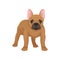Portrait of standing french bulldog, front view. Dog with smooth brown coat, big pink ears and cute muzzle. Flat vector
