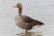 Portrait of standing gray goose anser anser in water