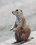 A Portrait of a Standing Prairie Dog