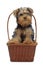 Portrait of standing puppy in basket