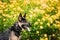 Portrait Of Staring Purebred German Shepherd Adult Dog, Alsatian