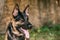 Portrait Of Staring Purebred German Shepherd Adult Dog, Alsatian Wolf Dog