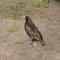 Portrait starling