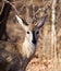 Portrait of Steenbok towards camera