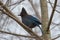 Portrait of Steller`s Jay